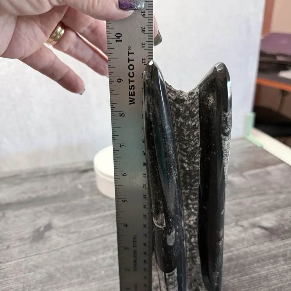 Orthoceras Fossil Tower 3 LB .11 0Z